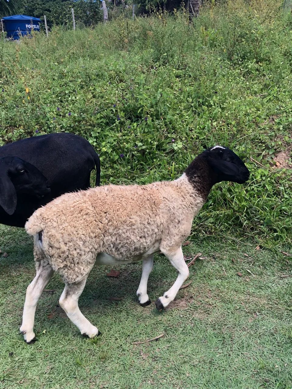 Ovelha dopper  - Foto 4
