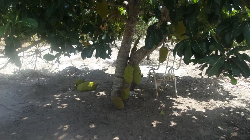 Foto - Estância - 