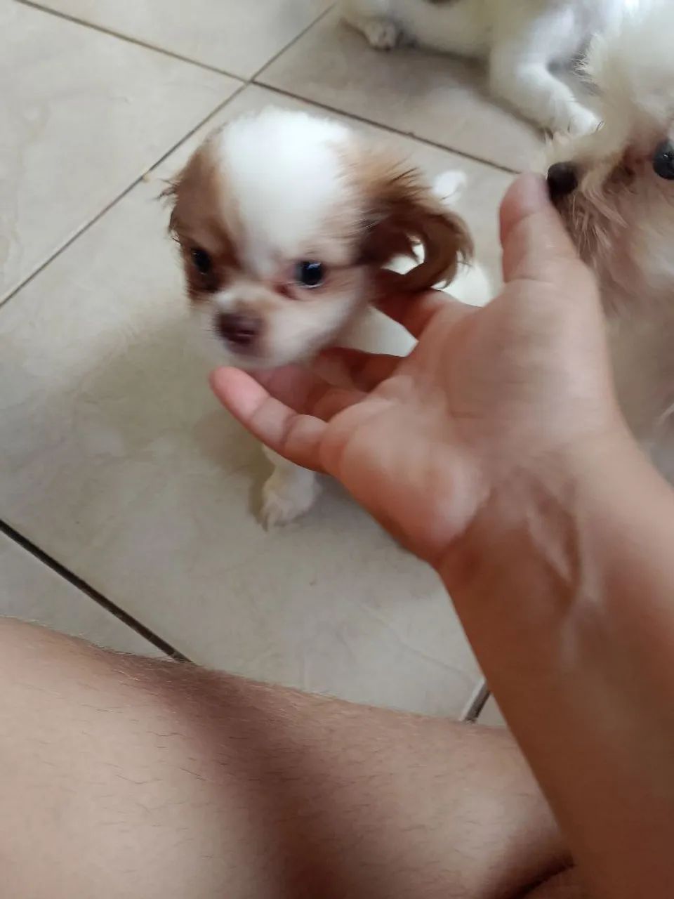 Vende-se filhotes de shitzu mais de 58 dias
