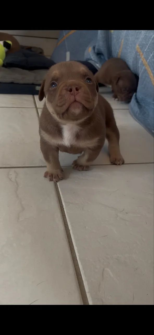Filhote American bully  - Foto 2