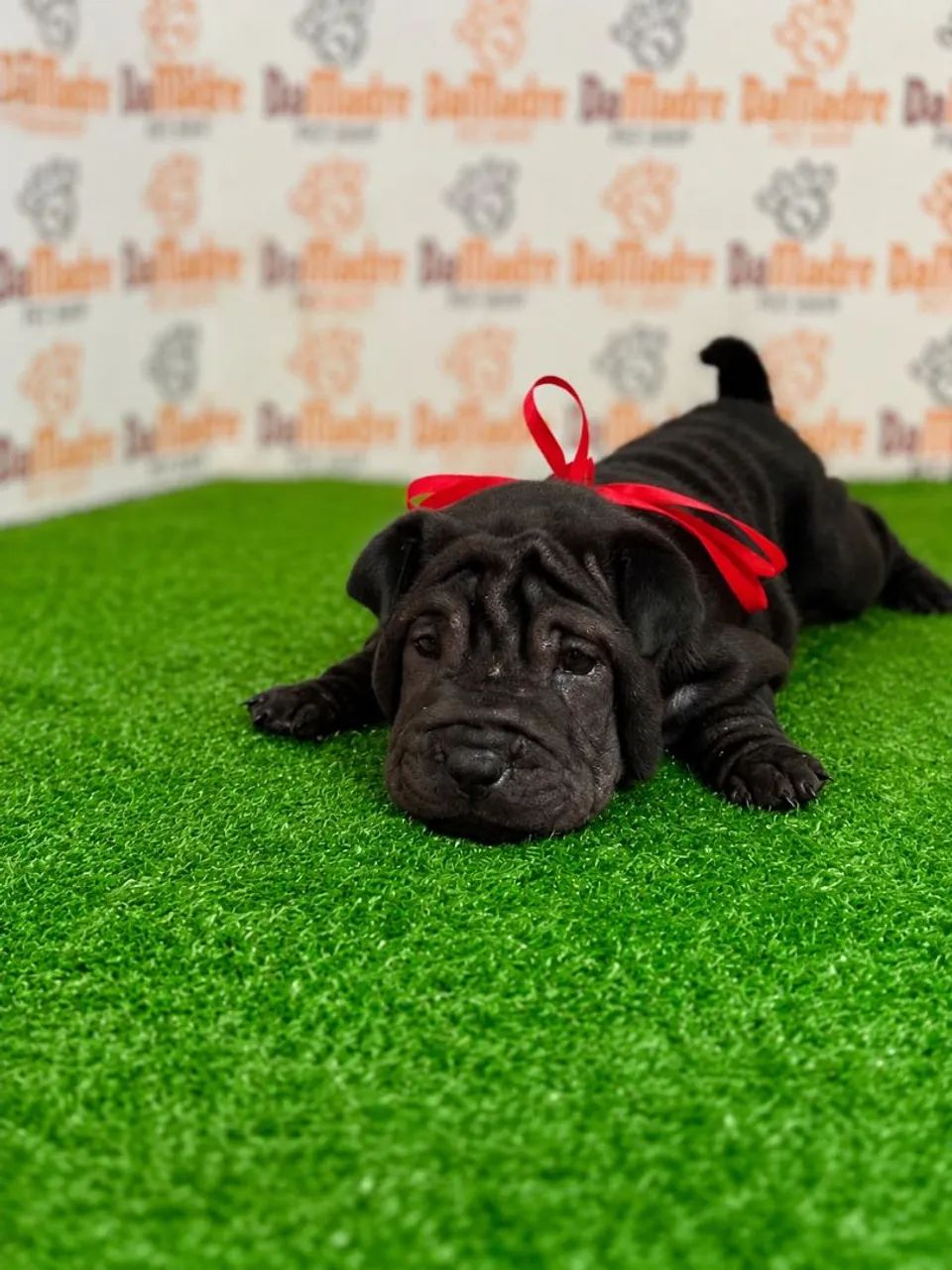 Shar-pei - Foto 2