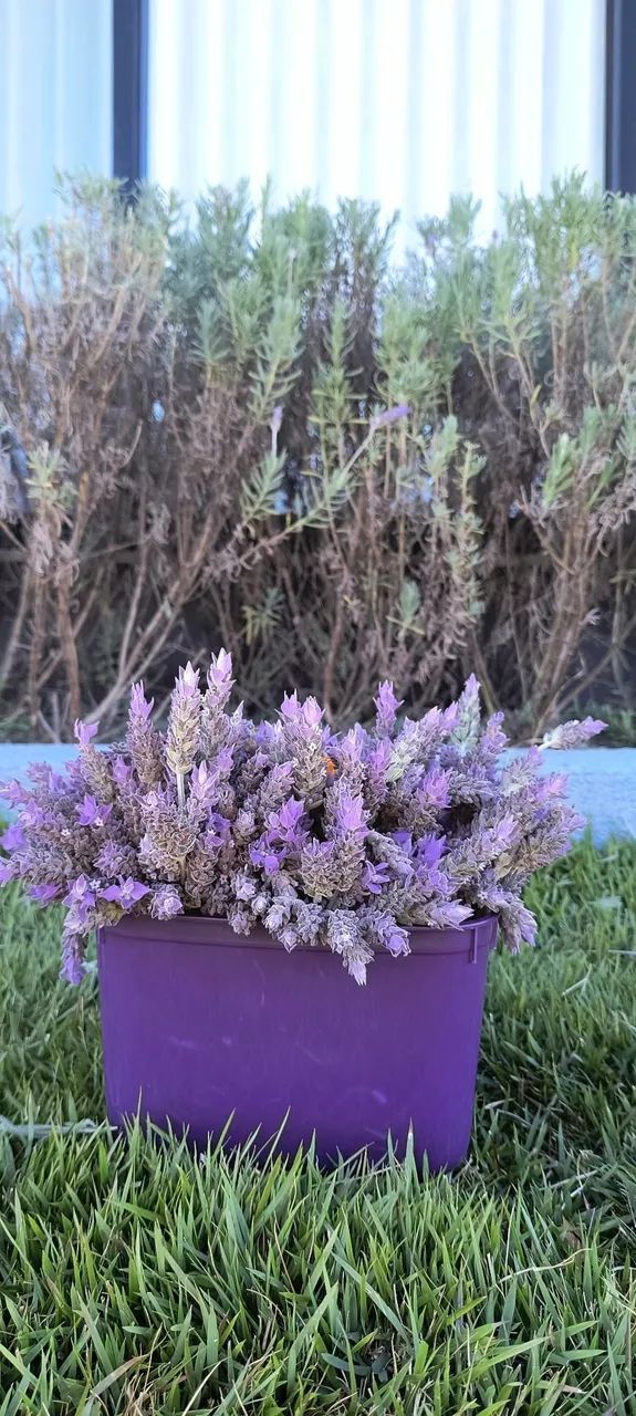 ? Flores de Lavanda ?