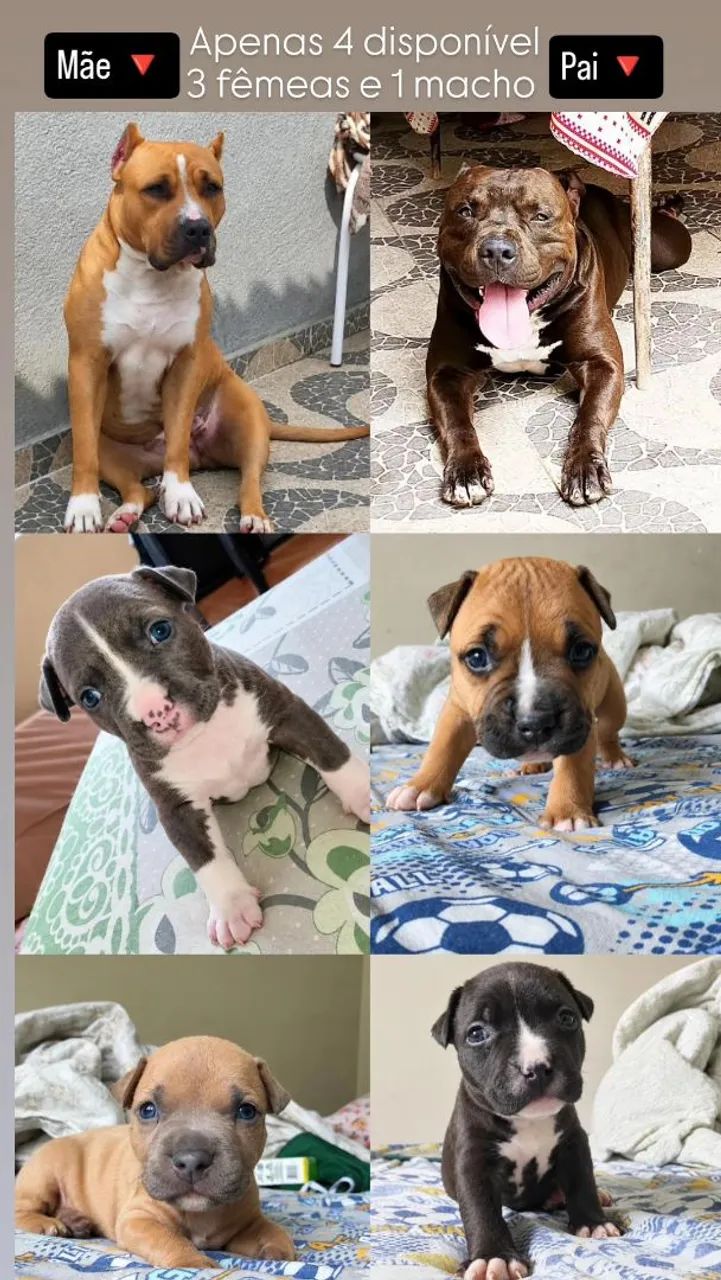 Vende-se Pitbull 
