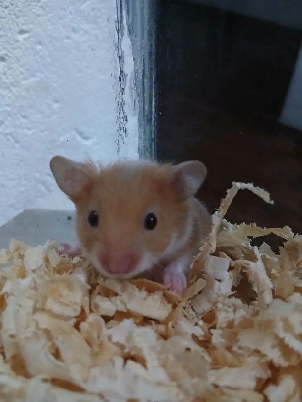 Hamster sírio macho super dócil 