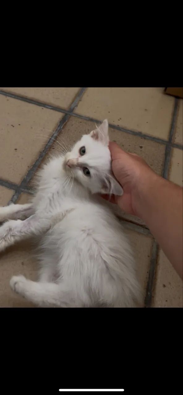 Gato filhote para adoção  - Foto 4