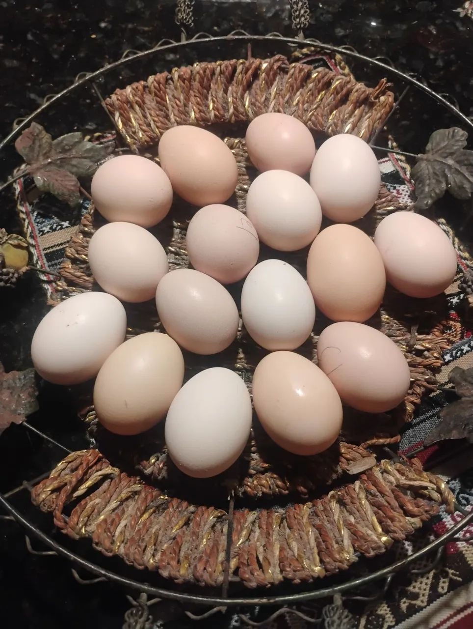 Ovos férteis de Rhode Island red 