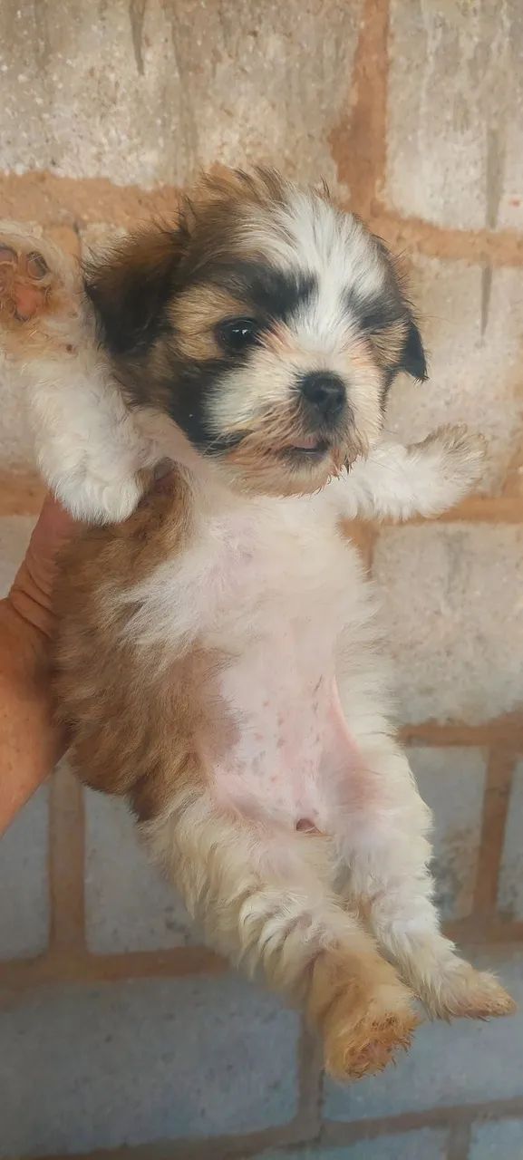 Shihtzus  - Foto 2