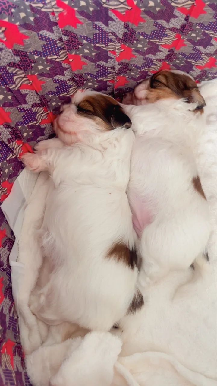 Fêmea shih tzu  - Foto 2