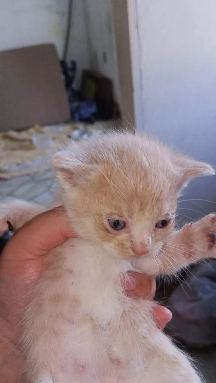 Vendo filhotes de gato persa  - Foto 4