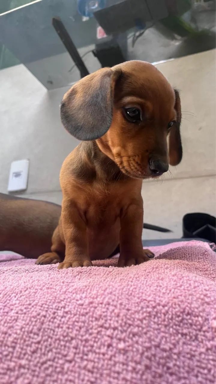 Cachorro salsicha - Foto 3