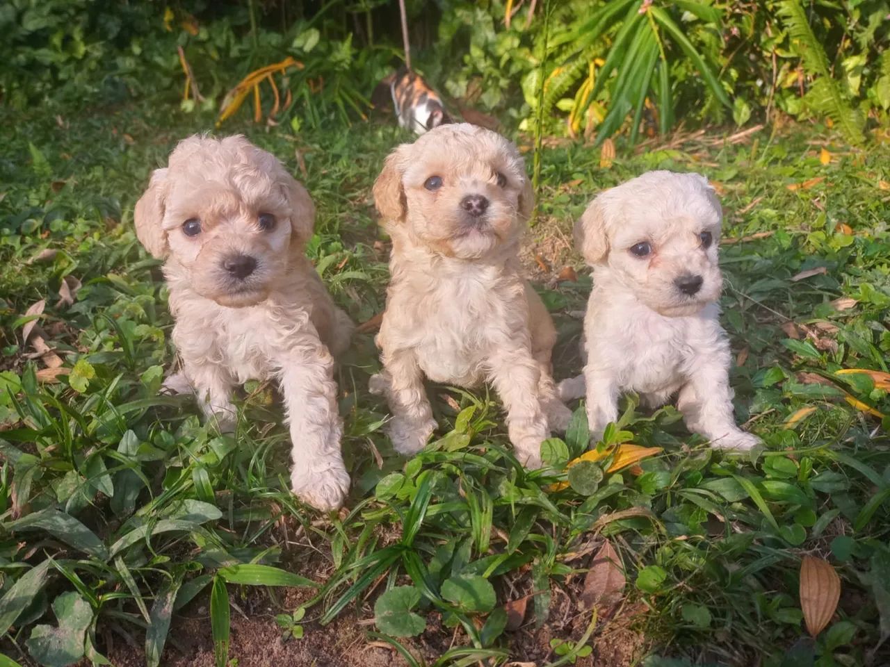 Poodle Toy  - Foto 2