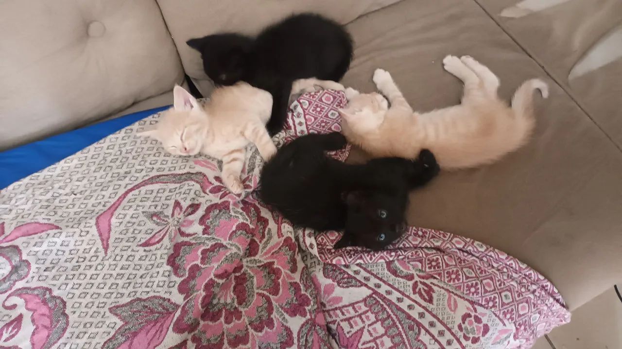 Lindos filhotes  - Foto 3