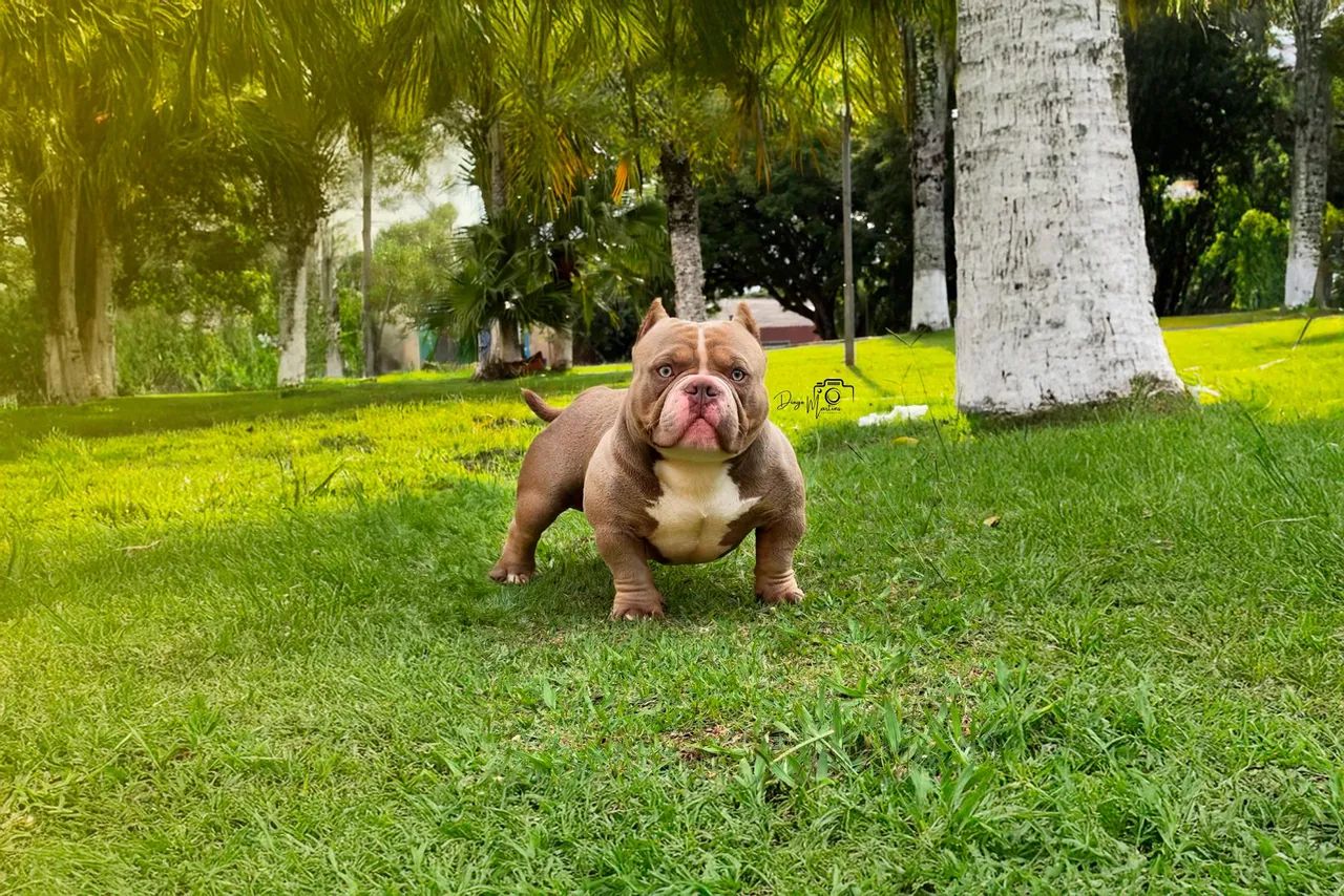 Cachorro 