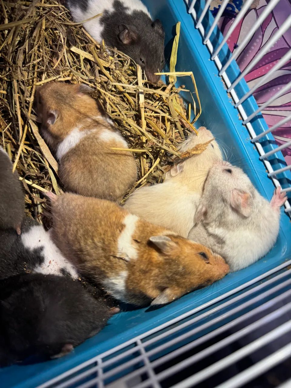 hamster 