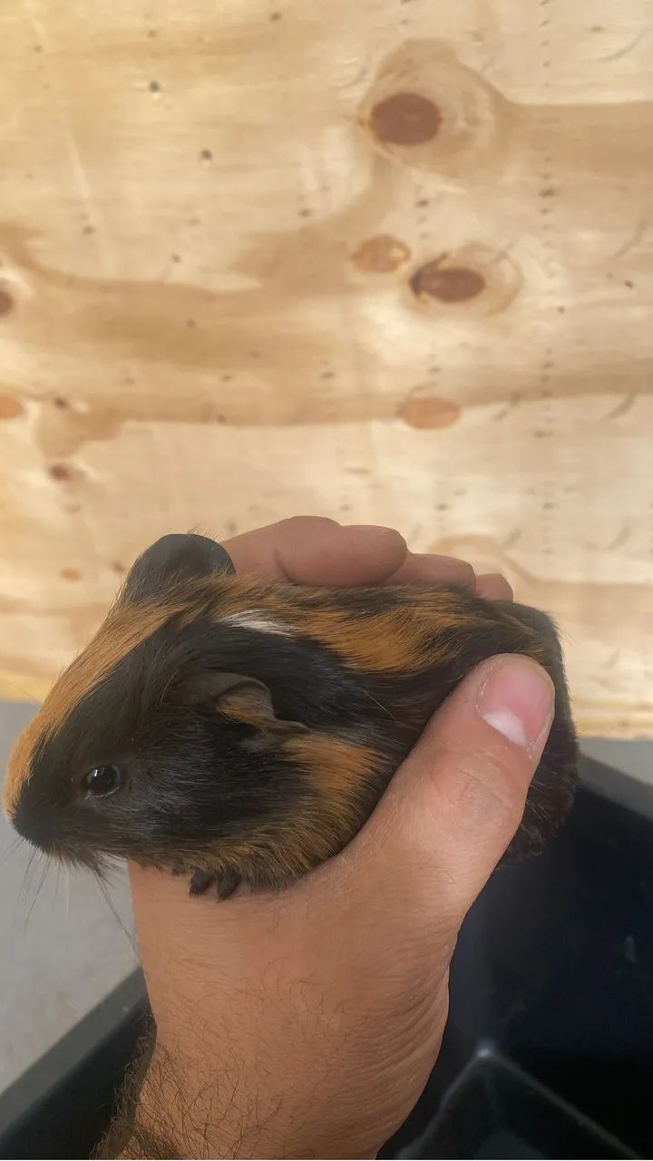 Porquinho da índia 