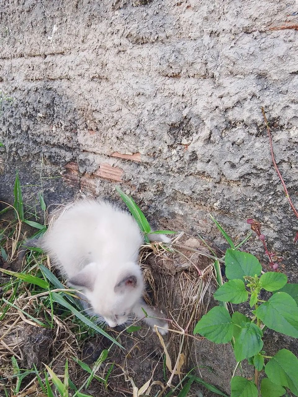Gato pra doação  - Foto 3