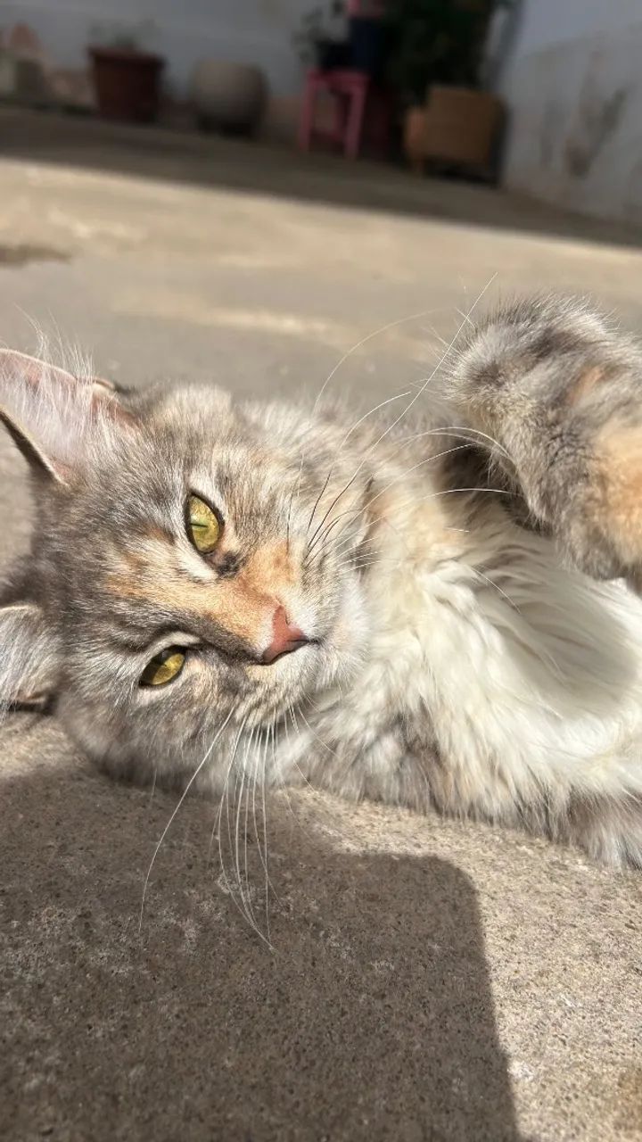 Maine Coon para monta - Foto 2