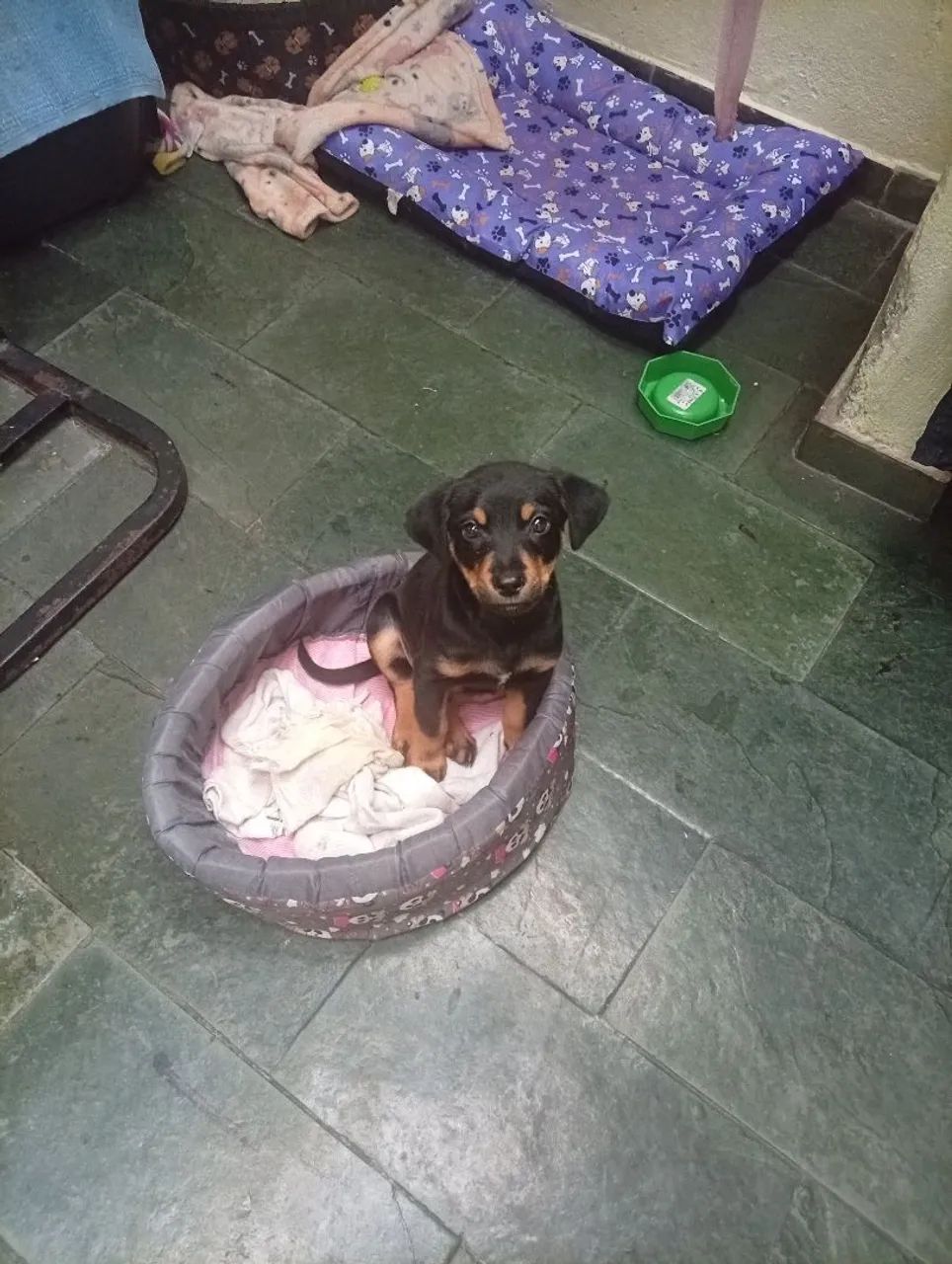 Doa-se Cachorro - Foto 3