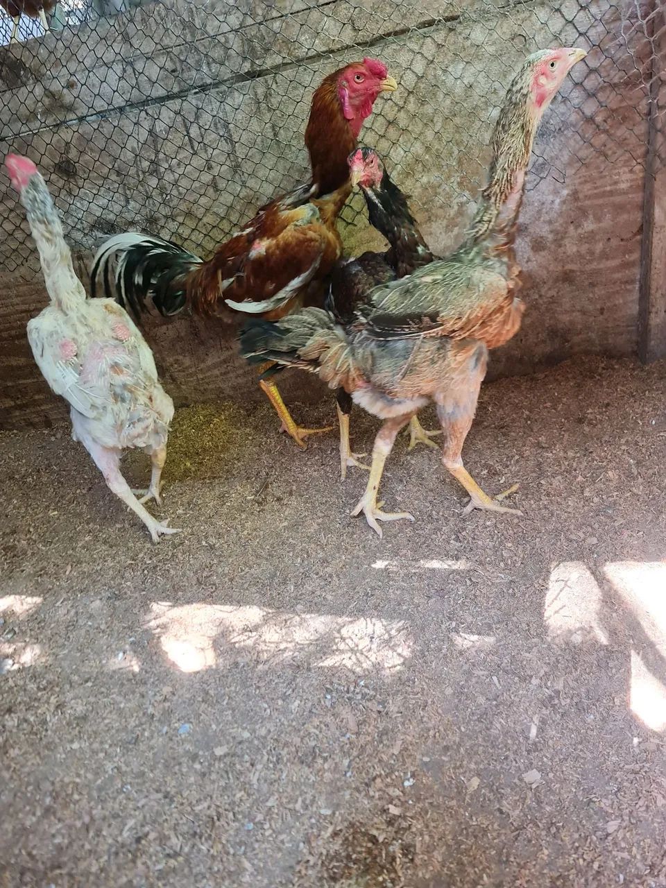 Galo é galinha índio gigante  - Foto 2