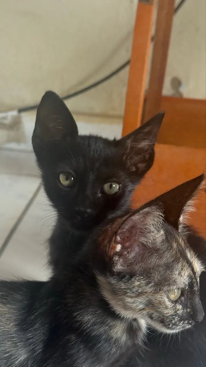 Doa-se gatinhos  - Foto 2