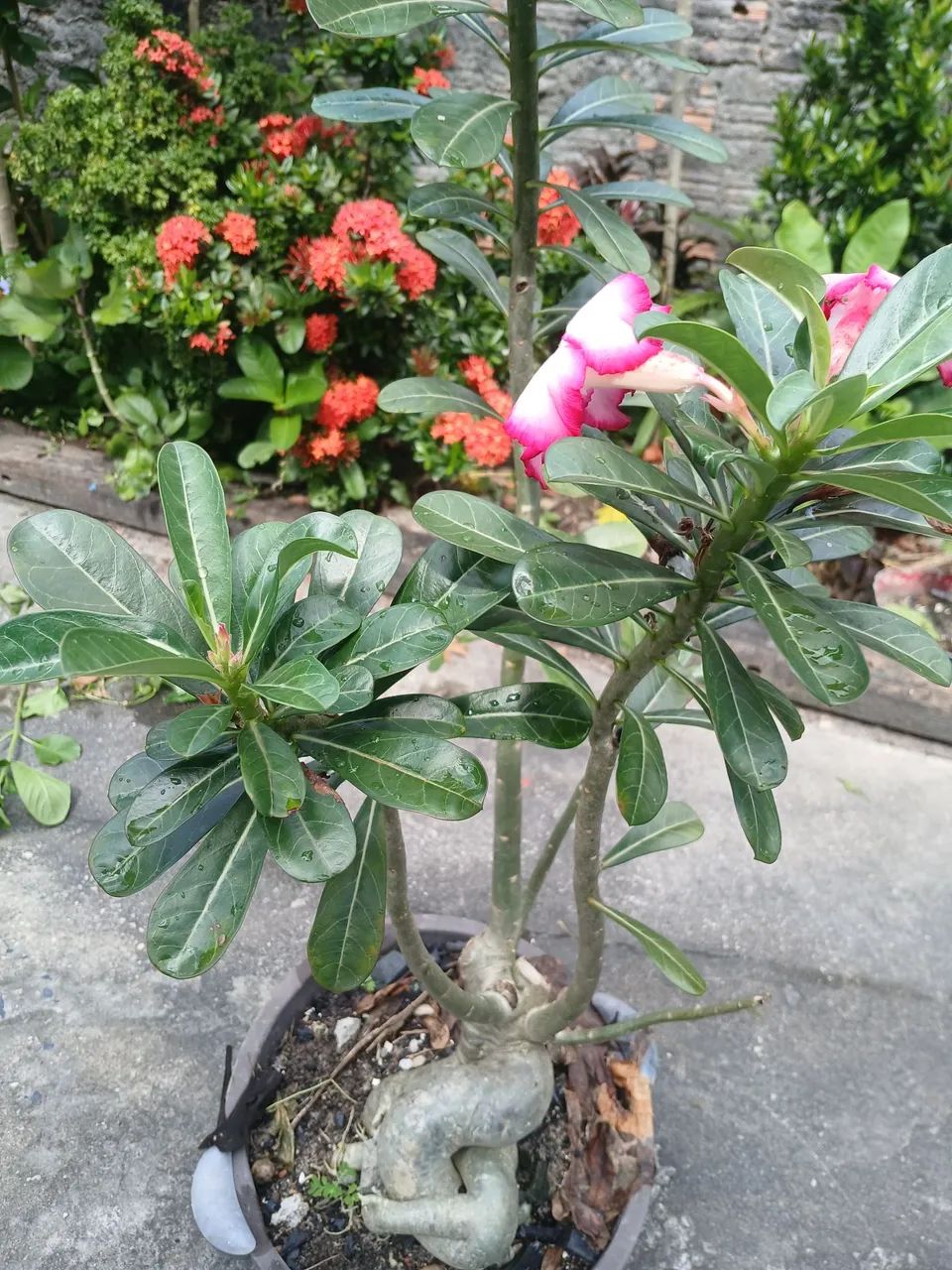 Planta Rosa do deserto  - Foto 3