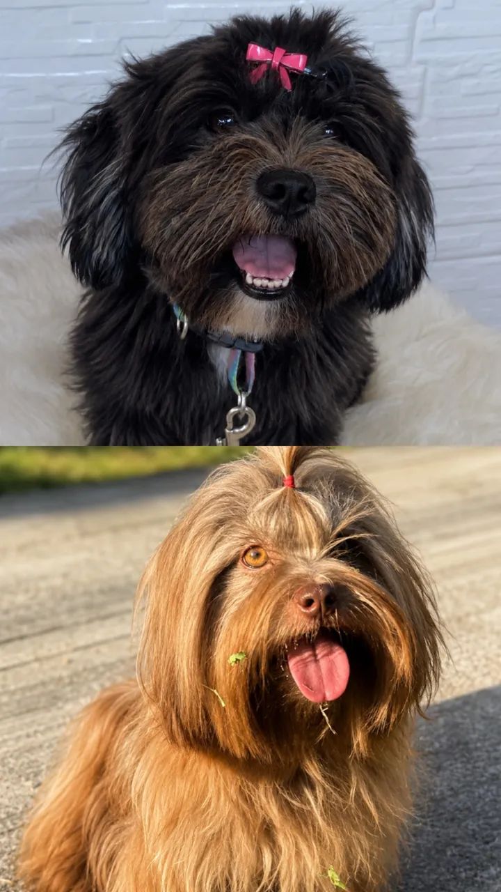 Lhasa apso machos e fêmeas  - Foto 6