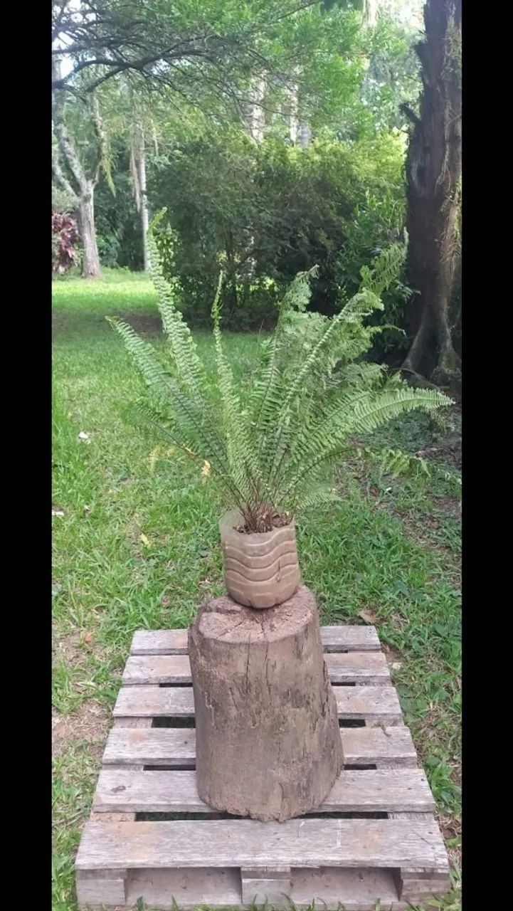 Planta Samambaia com 70cm de folha