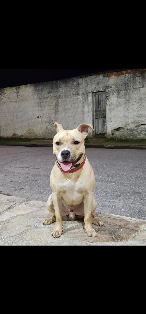 Doação american bully - Foto 3