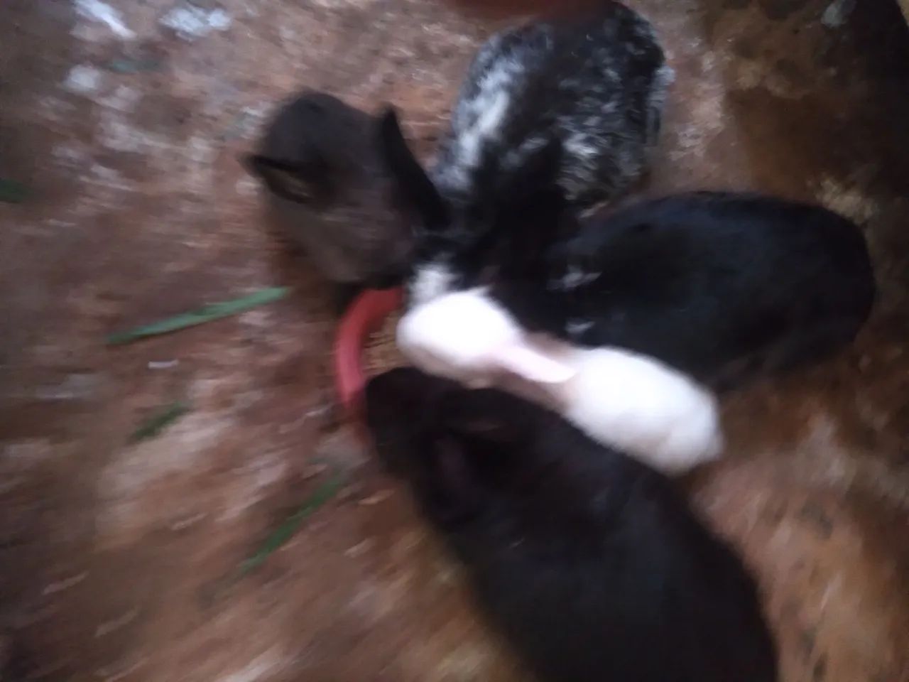 Coelhos filhotes - Foto 2