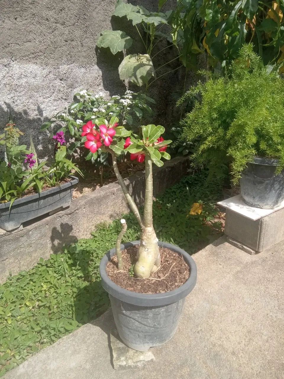 Plantas decorativas  - Foto 3