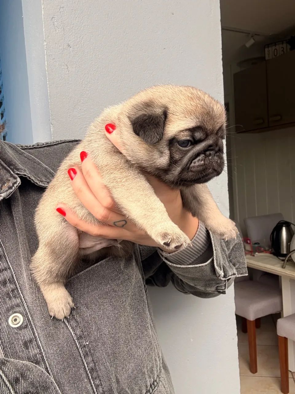 Pug machinho 