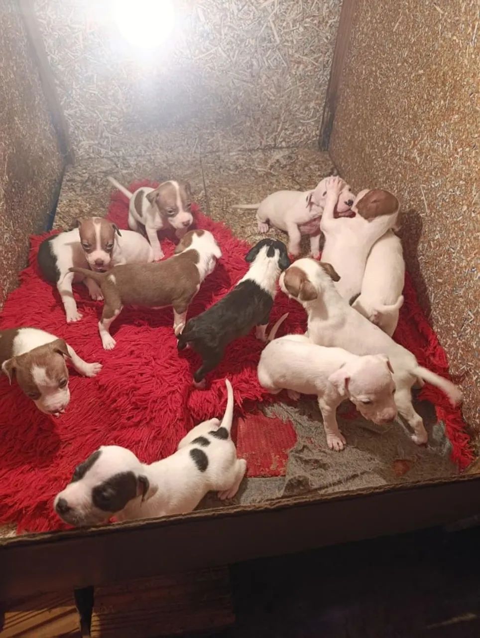 Filhotes de Pit Bull 