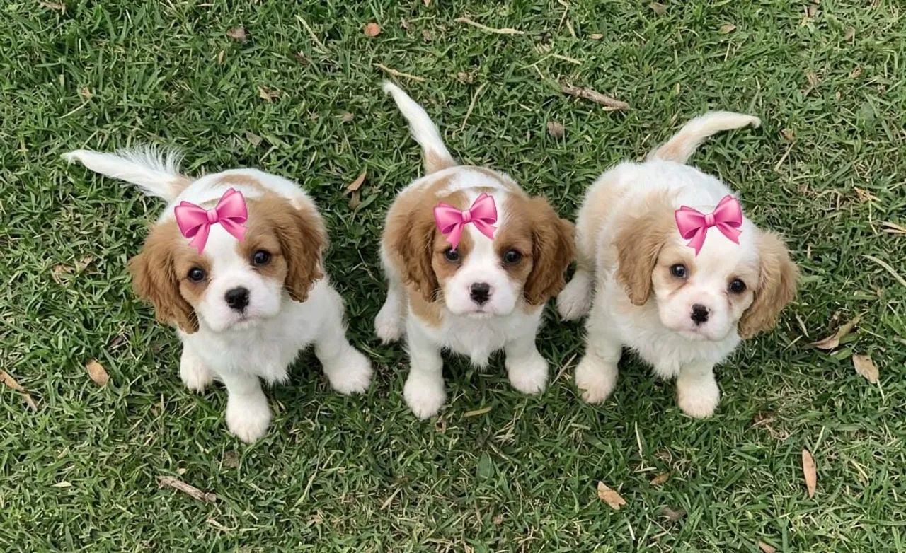 Cavalier King macho e fêmea  - Foto 2