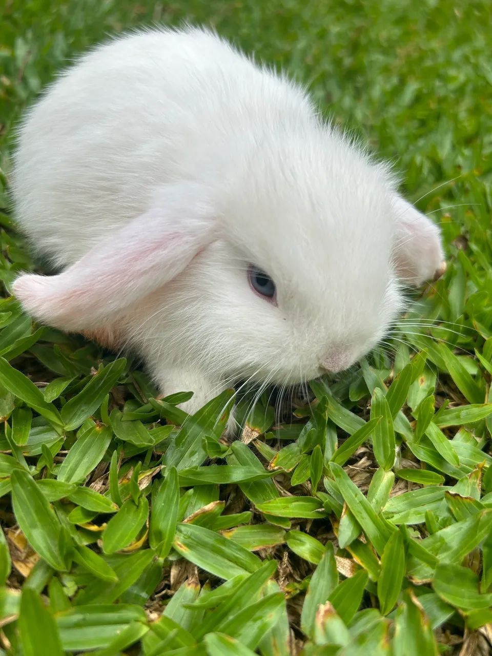 Mini Coelhos - Foto 2