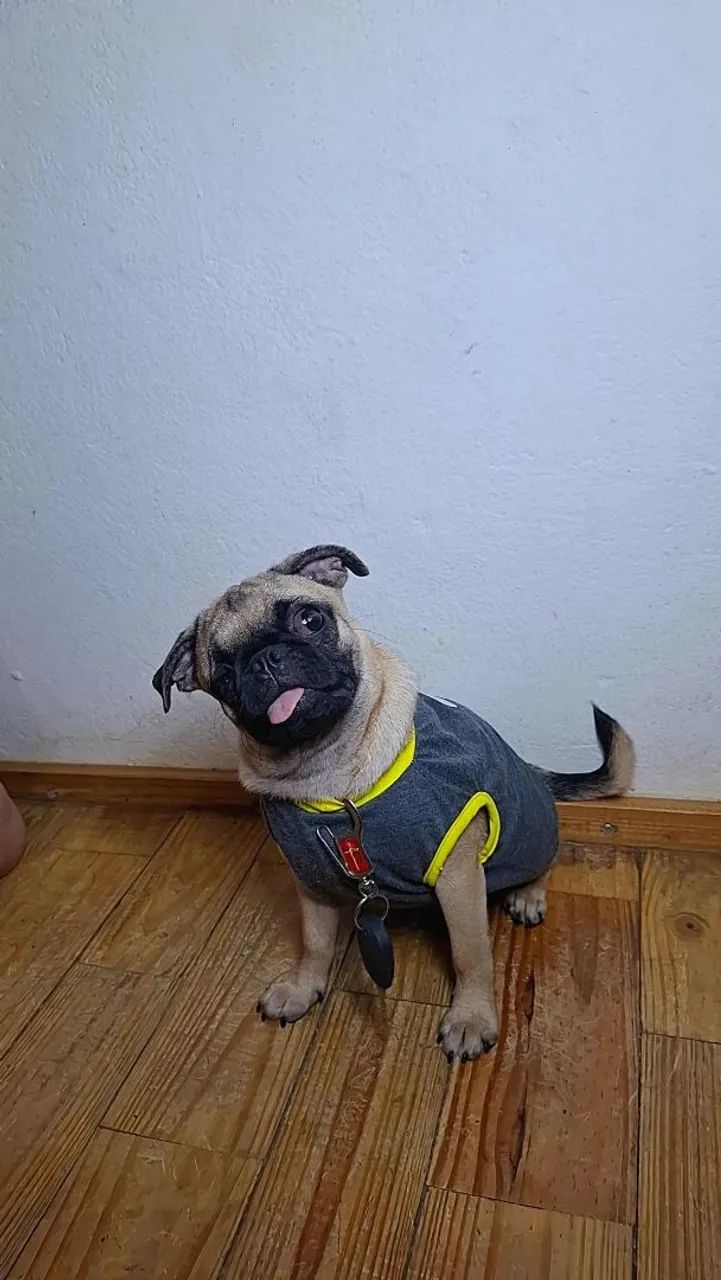 Pug Macho  - Foto 4