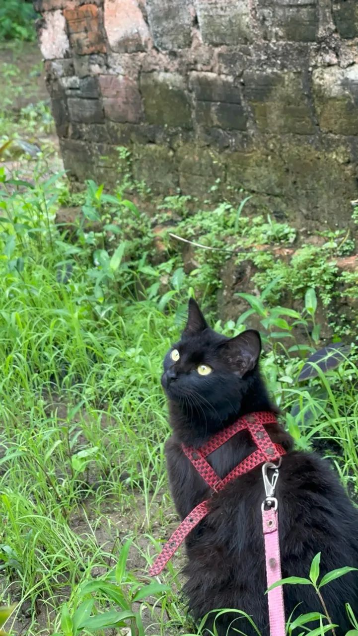 Preciso de um namorado pra minha gatinha - Foto 4