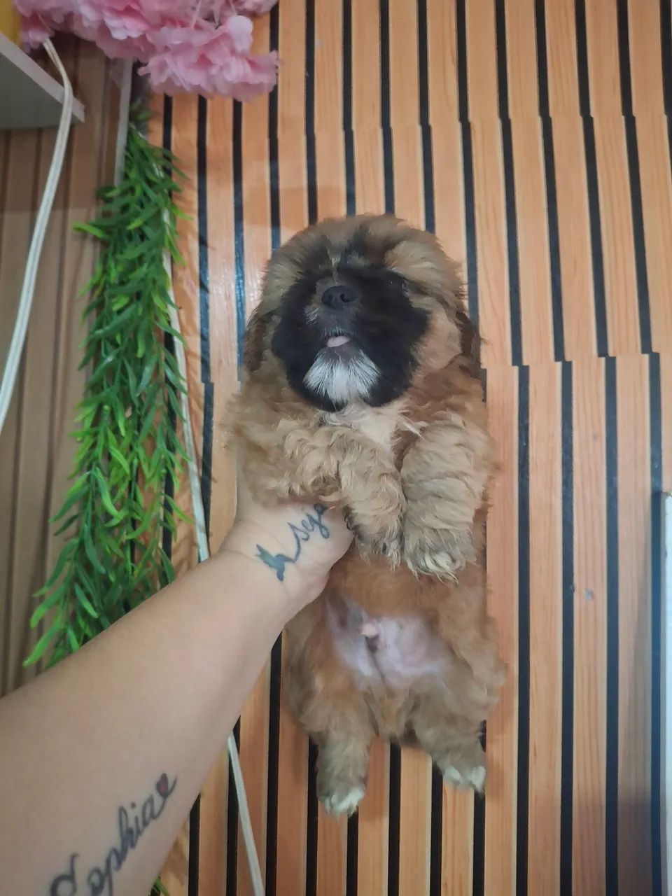 Cachorro  - Foto 5