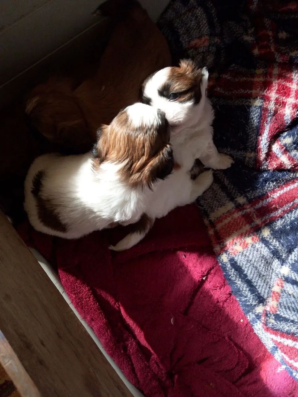 shih tzu