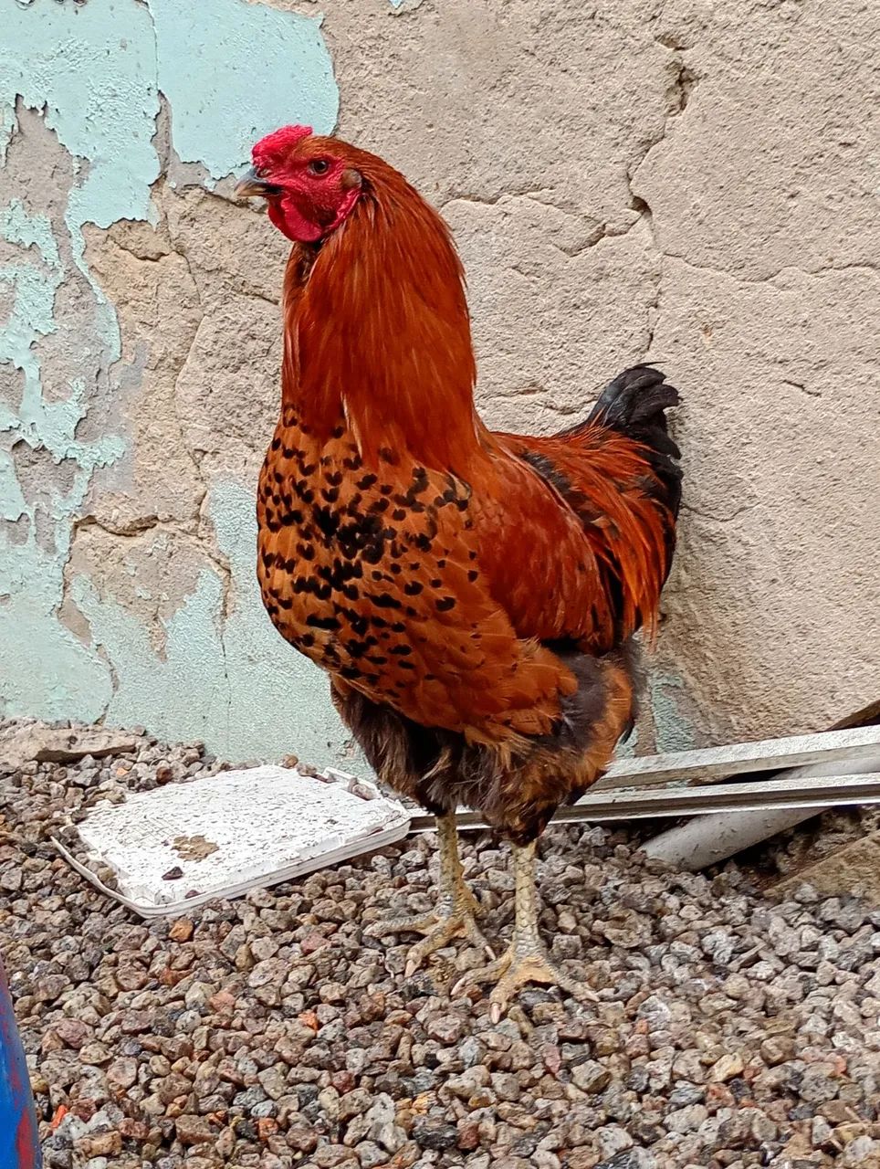 Galo - Foto 5