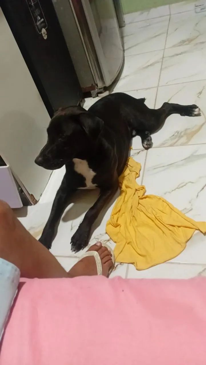 Adoção  - Foto 5