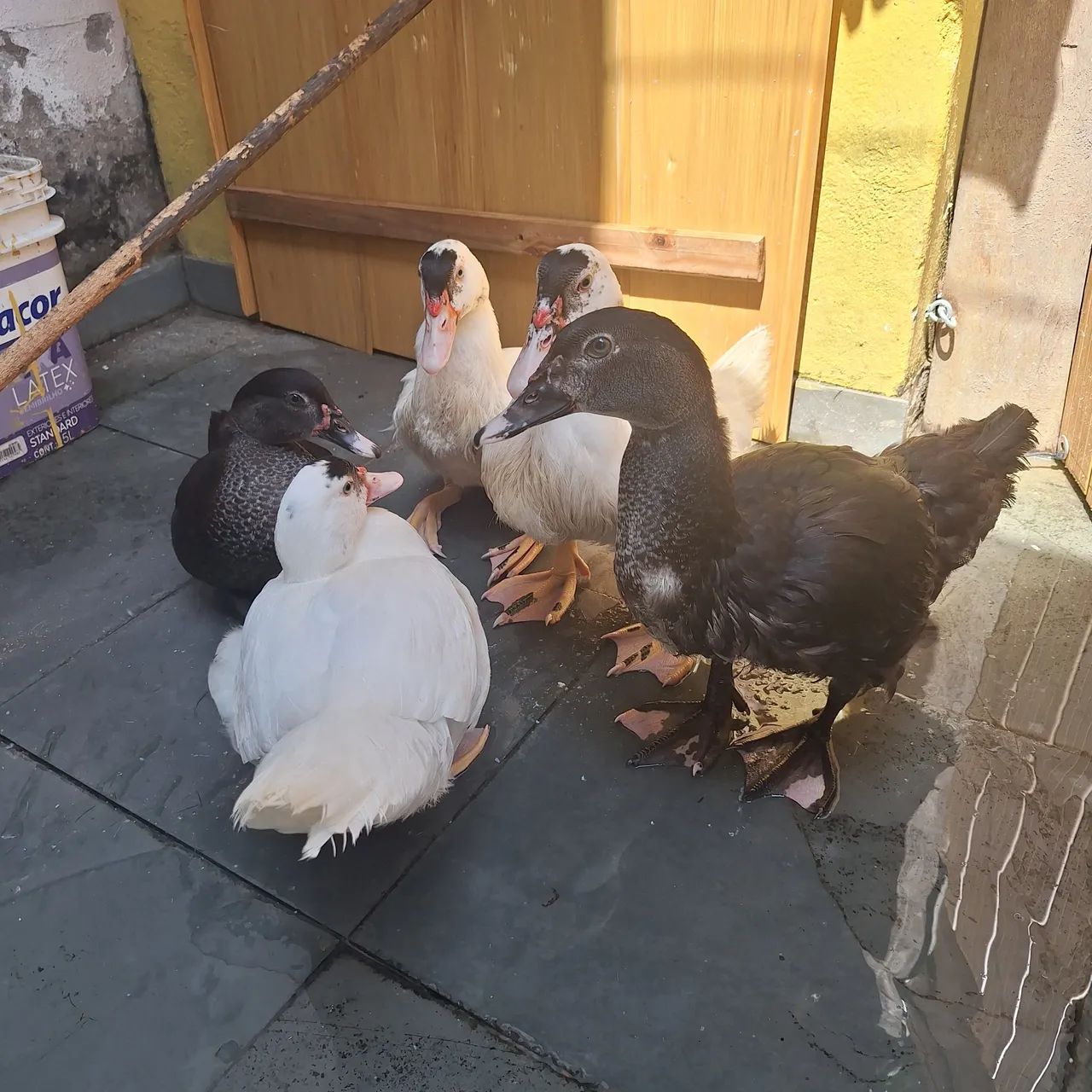 Patos - Foto 4