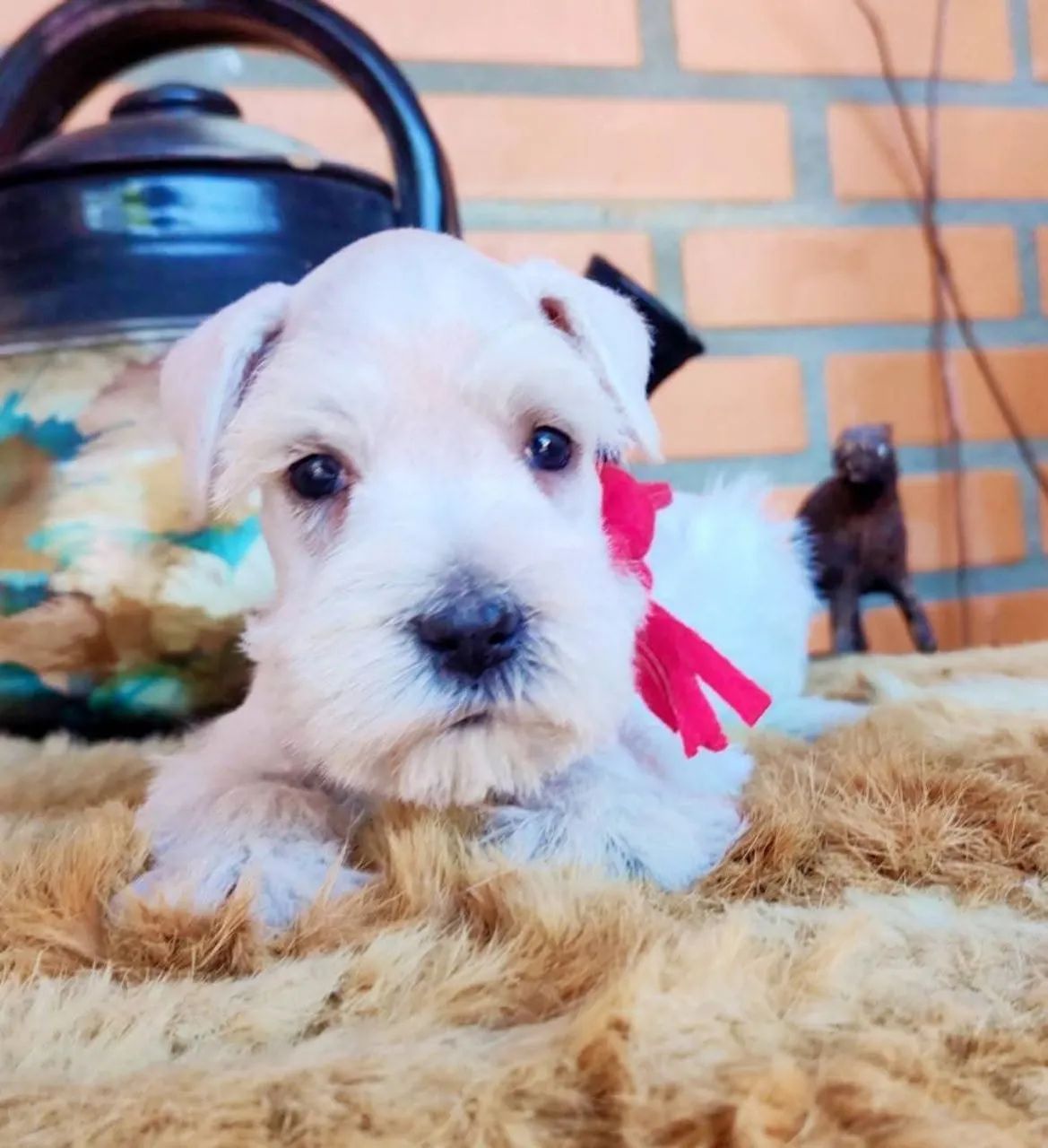 Schnauzer brancos macho  - Foto 5