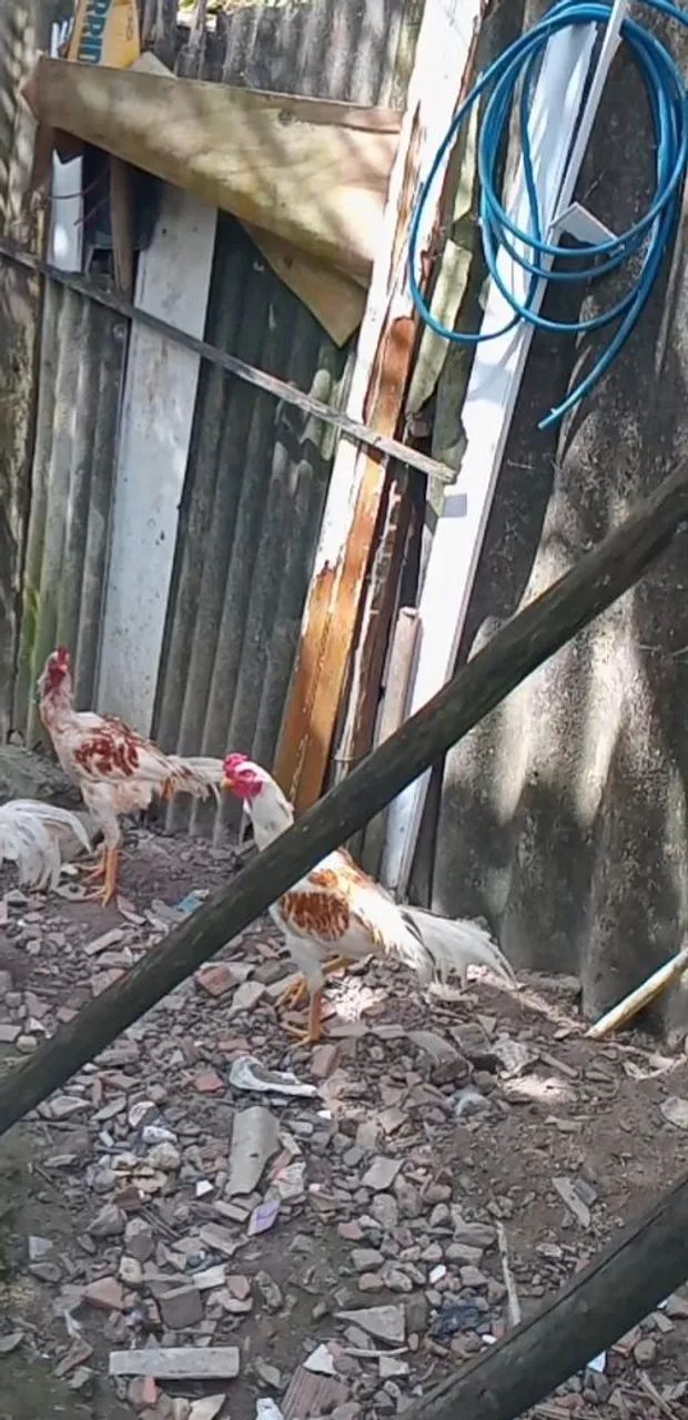 Frangos de Raça - Foto 3