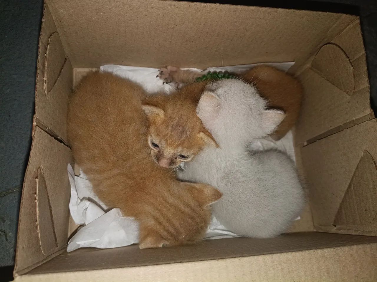 Doa se gatinhos pequenos 
