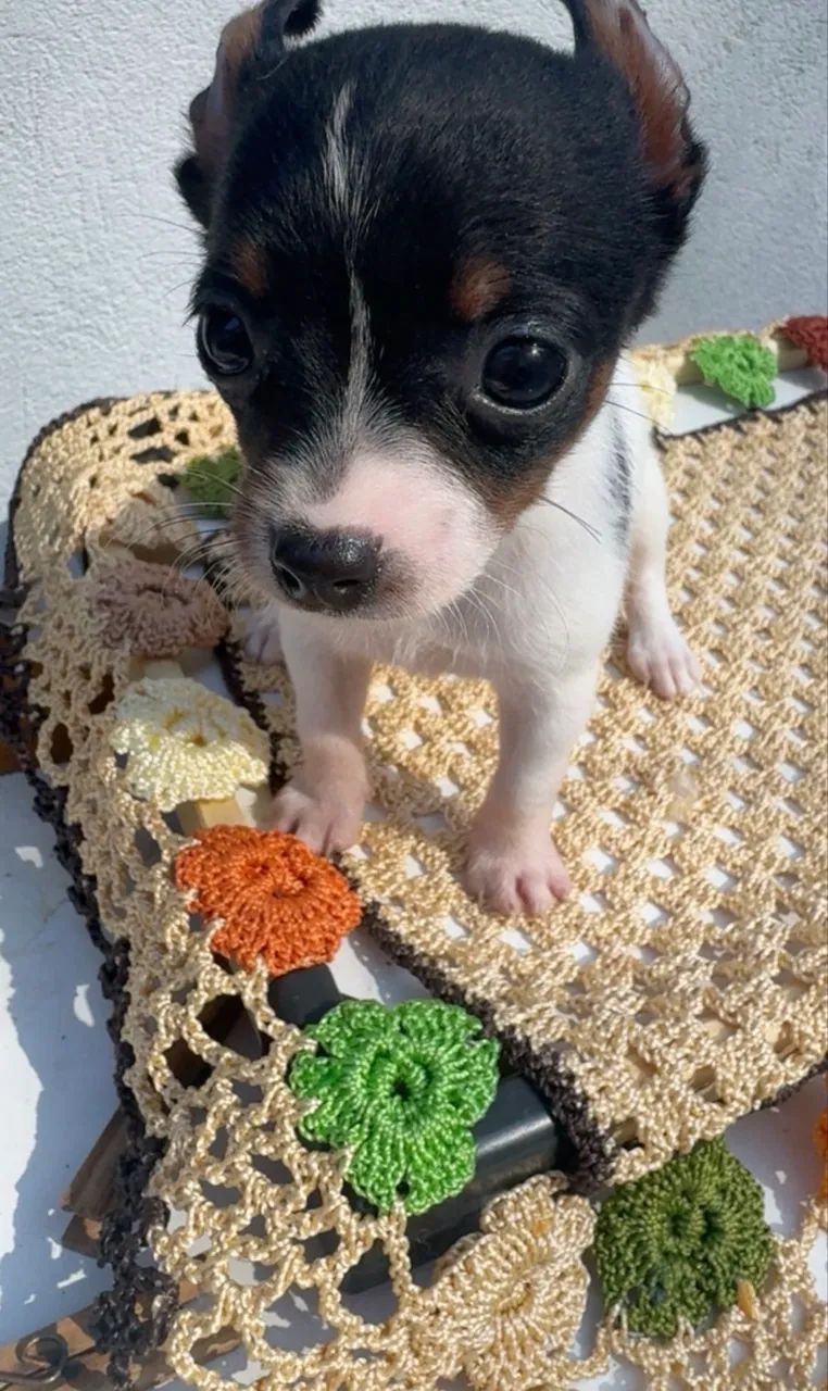 Pinscher zero 