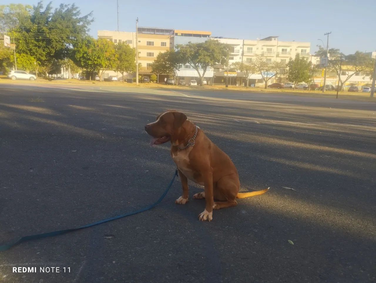Adestramento de cães  - Foto 3