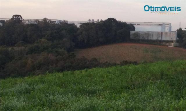 Área à venda, colônia zacarias, são josé dos pinhais - ar0002. - Foto 3