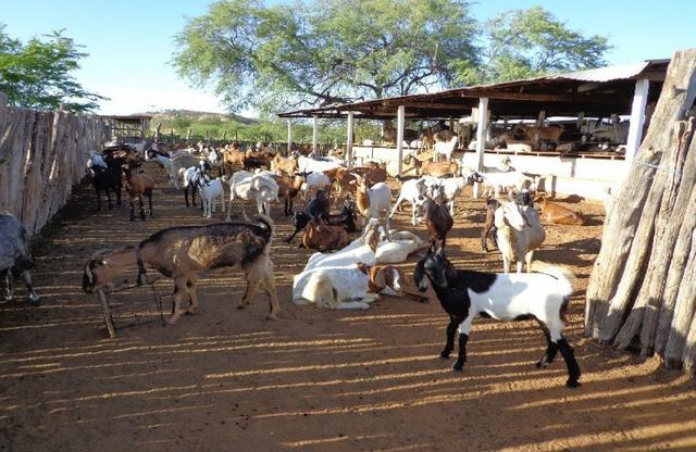 Fazenda Fernando Pedrosa, 489 Hectares, Escriturada, 7km Rio Pajeú, Açude, Casa Sede - Foto 7