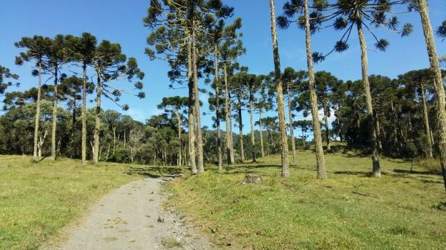 Sítio em Urubici/chácara em Urubici - Foto 5