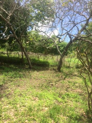 Fazenda-Granja-Sítio-Chácara 12 Hectares Aliança, Aceito Imóvel ou Automóvel - Foto 11